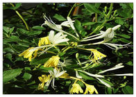 Μεταχείρηση του κρύου εκχυλίσματος λουλουδιών αγιοκλημάτων, απόσπασμα 25% Lonicera Japonica με το χλωρογενές οξύ