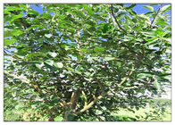 Σκόνη εκχυλισμάτων φυτού ρίζας δέντρων της Apple, βοτανικό διαιτητικό συμπλήρωμα διαλυτό στην αιθανόλη