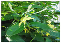 Αντι εκχύλισμα λουλουδιών αγιοκλημάτων ιών, εκχύλισμα CAS 327 97 9 λουλουδιών Lonicera Japonica