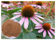 Αντιμικροβιακή anti-oxidation σκόνη εκχυλισμάτων χορταριών pururea Echinacea