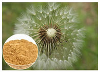 Καφετής βαθμός τροφίμων HPLC 5% χρώματος σκονών εκχυλισμάτων φυτού ρίζας πικραλίδων αντι - γηράσκων