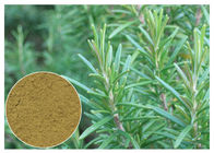 Ursolic όξινη αντι οξείδωση εκχυλισμάτων φυτού της Rosemary βοτανική για το καλλυντικό CAS 77 52 1