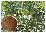 Antioxidation δερμάτων ρίζα δέντρων Phloretin Apple σκονών εκχυλισμάτων φυτού &amp; απόσπασμα φλοιών