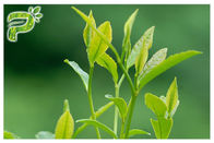 Πράσινη σκόνη εκχυλισμάτων φυτού τσαγιού που αποτρέπει τη ριζική Polyphenols 95% συμπτωμάτων UV δοκιμή
