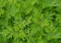 Αντιελονοσιακή Artemisia σκόνη CAS 63968 64 9 εκχυλισμάτων φυτού Annua