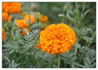 Marigold προστασίας αμφιβληστροειδών εκχύλισμα λουλουδιών, Marigold σκονών λουτεΐνης 5% απόσπασμα για τα μάτια