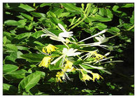 Αντιβακτηριακά εκχυλίσματα χλωρογενές όξινο 5% CAS 327 97 9 φυτού λουλουδιών αγιοκλημάτων
