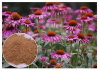 Πορφυρά εκχυλίσματα φυτού Coneflower αντιβακτηριακά με την όξινη καφετιά σκόνη ραδικιού