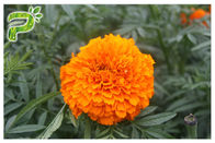 Marigold λουτεΐνης υγείας ματιών εκχύλισμα λουλουδιών, απόσπασμα Tagetes Erecta ως συμπληρώματα διατροφής